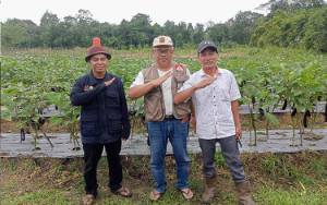  Kalteng Dapat Alokasi Pengembangan Tanaman Jagung 10.000 Hektare