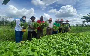 Potensi Agrowisata di Desa Bungai Jaya Terus Dikembangkan