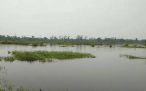  Banjir di Seruyan Rendam Lahan Pertanian, Masa Tanam Padi Ditunda