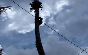 Tim Rescue Tebang Pohon Bahayakan Kabel Listrik