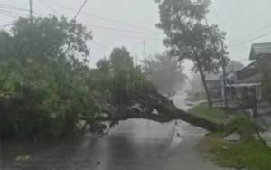  Angin Kencang, Banyak Pohon Tumbang di Sampit