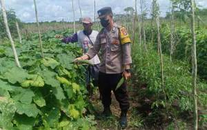 Sambangi Kebun Sayuran Warga, Anggota Polsek Basarang Dorong Tingkatkan Produktifitas Pertanian  
