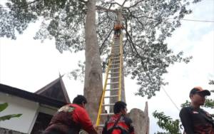 BPBD Palangka Raya Tebang Pohon Besar Rawan Tumbang 