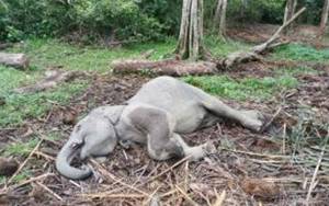 Warga Menemukan Anak Gajah Mati di Taman Buluh Cina Kampar Riau