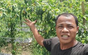 Petani di Barito Timur Mengeluh, Harga Cabai Rawit Besar Anjlok Hingga Rp15 Ribu per Kilogram