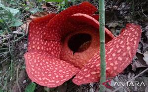Bunga Rafflesia Mekar Sempurna di Solok