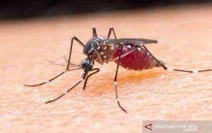 Dokter: Waspadai Tanda Bahaya Infeksi Dengue pada Anak