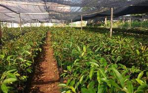 Mengenal Lebih Dekat Durian Gelapir dalam Gerakan 1000 Pohon Kalteng