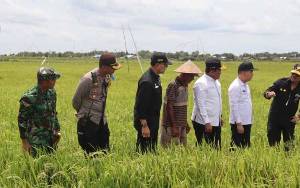 Dandim Kapuas Dampingi Menteri Pertanian Tinjau Lokasi Food Estate di Dadahup