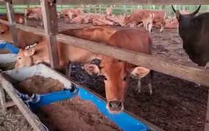 Jelang Bulan Puasa, Kebutuhan Daging Sapi di Palangka Raya Malah Menurun