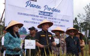 Panen Perdana Padi MSP.08 Diharapkan Memacu Pembangunan Pertanian di Gunung Mas