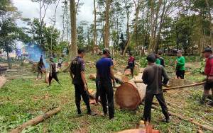 Puluhan Pohon di Hutan Kota Kuala Kapuas Ditebangi