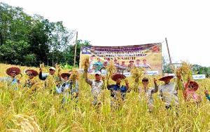 Dinas Pertanian Barito Utara Panen Bersama Padi Ladang Talun Koyem di Desa Sabuh