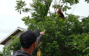 Orangutan Masuk Permukiman Warga Jalan Victoria Palangka Raya