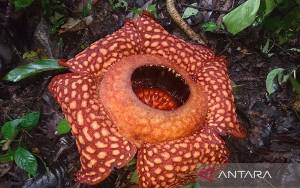 Bunga Rafflesia Ditemukan Mekar Sempurna di Solok Usai Lebaran