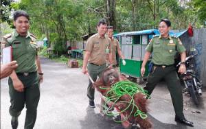 Sempat Kabur dari Kandang Transit SKW II Pangkalan Bun, Orangutan Berhasil Ditangkap Kembali
