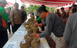 22 Peserta Ikuti Kontes Durian Lokal Unggulan Sukamara