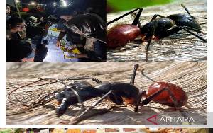 Semut Raksasa Huni Taman Biodiversitas Lembah Bukit Manjai Kalsel