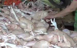 Harga Daging Ayam Broiler di Kobar Naik Jadi Rp40.000