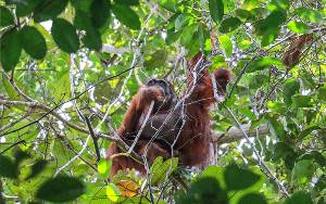 Orangutan Taman Nasional Sebangau Berusia 40 Tahun Dinyatakan Hamil