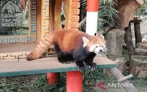 Taman Safari Bogor Kawinkan Panda Merah yang Terancam Punah