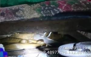 Disdamkarmat Kotim Evakuasi King Kobra 3 Meter di Bawah Ranjang Warga