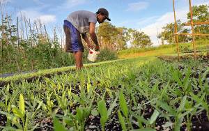 Cegah Kerugian Bertani Sayur, Lurah Kalampangan Ingatkan Waspada Peralihan Cuaca dan Hama Tanaman