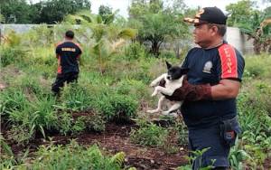 DPKP Evakuasi Tiga Anjing Liar Sering Mengacaukan Lingkungan Warga Palangka Raya