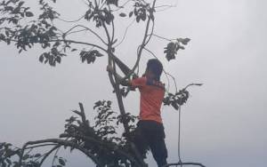 Tim Reaksi Cepat BPBD Palangka Raya Pangkas Pohon Rawan Tumbang di Langkai