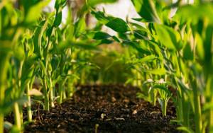 Gubernur Kalteng Surati Bupati/Walikota agar Tidak Mengalihfungsikan Lahan Pertanian Menjadi Kebun Sawit