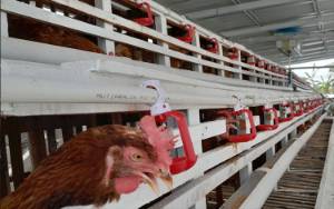 Jaga Stabilitas Harga Daging Ayam dan Telur, Pemprov Kalteng Bangun Kandang 
