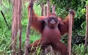 Orangutan Muncul di Permukiman Desa Paduran Sebangau