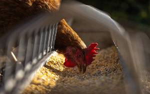 Dinas TPHP Kalteng Harap Pabrik Pakan dan Apartemen Ayam Selesai Tahun 2023