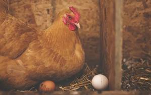 Penyebab Kenaikan Ayam dan Telur Kalteng Akibat Harga Pakan Ternak