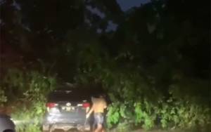 Pohon Tumbang Menimpa Mobil di Sampit