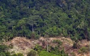 DLH Kecam Aksi Perambahan Hutan Oleh Oknum Dewan
