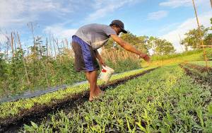 Menteri Pertanian Beberkan Penambahan Pupuk Subsidi untuk Petani