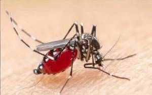 Dinkes Kalteng Sebut Pekerja Tambang Salah Satu Faktor Penularan Malaria