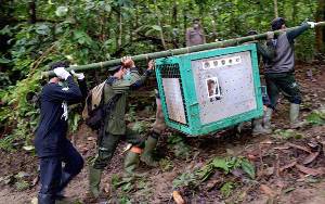 Delapan Orangutan Rehabilitasi Nyari Menteng Dilepasliarkan Jelang Akhir Tahun