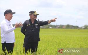 Upaya Meneruskan Food Estate Berkelanjutan di Kalimantan Tengah