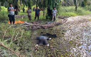 Sesosok Mayat Tanpa Identitas Ditemukan di Rawa Perkebunan Sawit Kecamatan Arut Utara