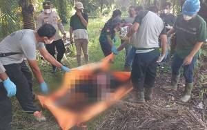 Jenazah yang Ditemukan di Rawa Perkebunan Diduga Salah Satu Pelaku Pencurian Sawit