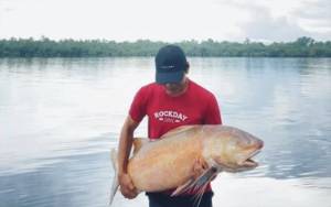Nelayan Desa Sungai Undang Berhasil Tangkap Ikan Kurau 32 Kg