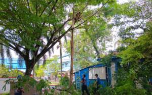 Pohon Tumbang Menghantui Warga Palangka Raya