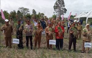 Pemkab Sukamara Bersama Poktan Karya Tani Rumpun Bersama Panen Bawang Merah