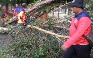 BPBD Palangka Raya Potong Pohon Tumbang di Depan Kantor Ombudsman Kalteng