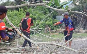BPBD Palangka Raya Pangkas Pohon Tumbang di Jalan Tjilik Riwut 16