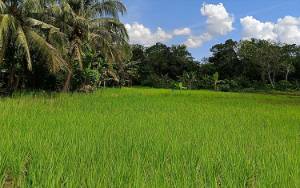 Target Luas Tanam Padi di Barito Timur pada Oktober-Maret 5.000 Hektare