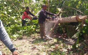 BPBD Palangka Raya Potong Pohon Rawan Tumbang di Jalan G Obos VI