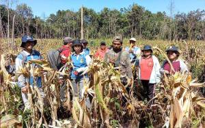 Sempat Terancam Kekeringan, Petani Jagung di Desa Runggu Raya Masih Dapat Hasil Panen 7,79 Ton Per Hektare